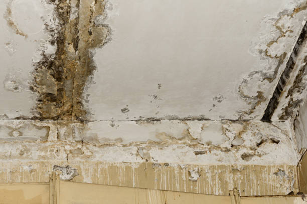 Best Real Estate Mold Inspection  in Eton, GA