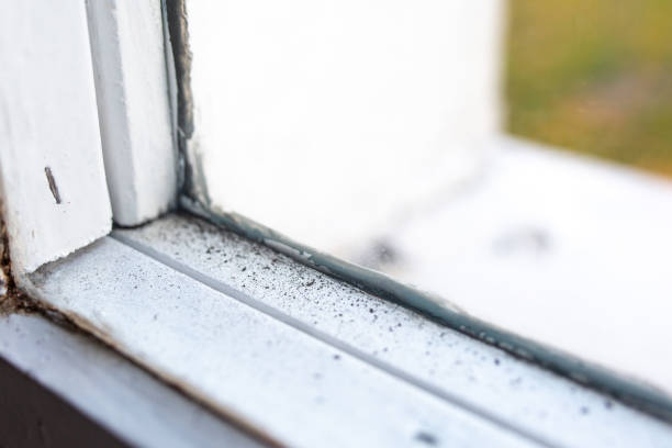 Trusted Eton, GA Mold Removal Experts