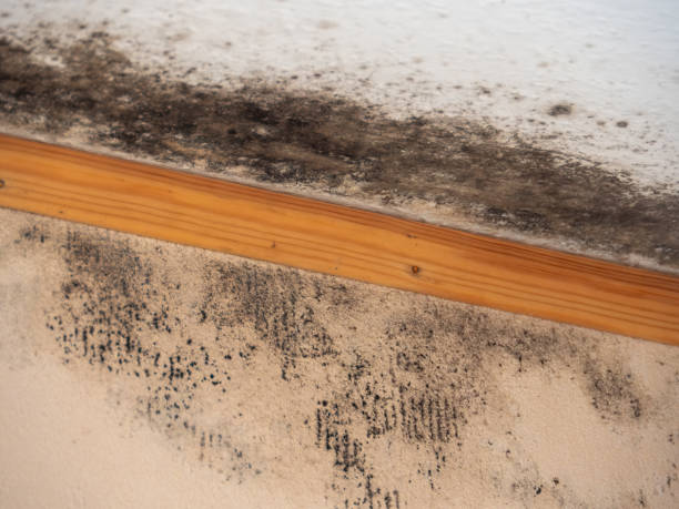Best Industrial Mold Remediation  in Eton, GA