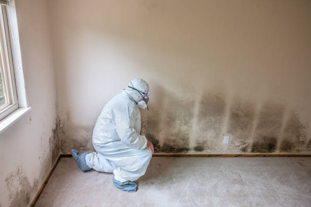 Best Post-Construction Mold Inspection  in Eton, GA