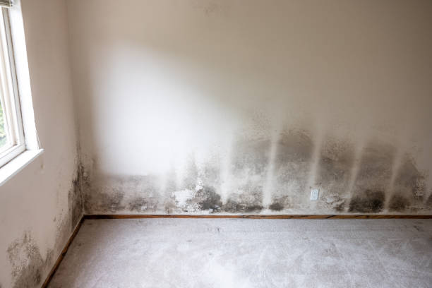 Best Mold Documentation for Insurance Claims  in Eton, GA