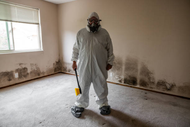 Best Basement Mold Removal  in Eton, GA