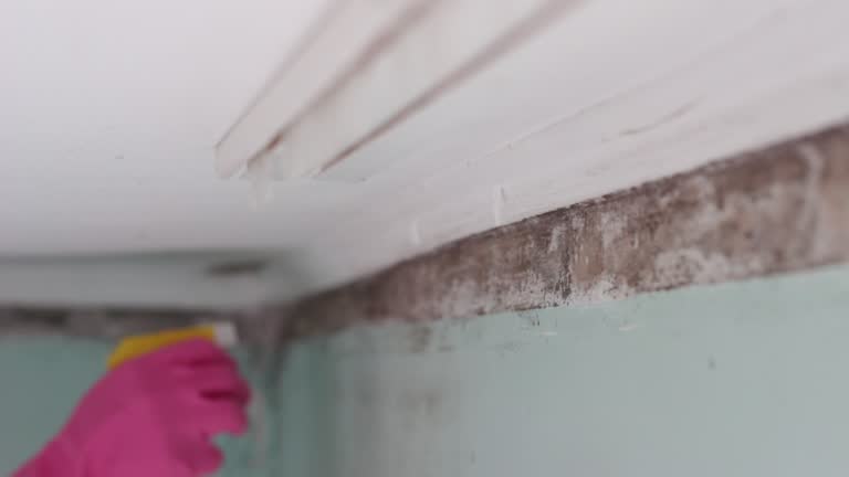 Best Comprehensive Air Testing for Mold Contaminants  in Eton, GA